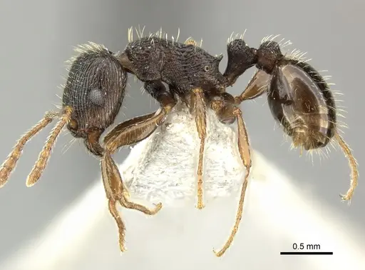 Tetramorium moravicum specimen CASENT0906714 image casent0906714_3