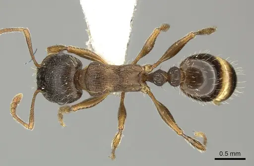 Tetramorium moravicum specimen CASENT0906715 image casent0906715_1