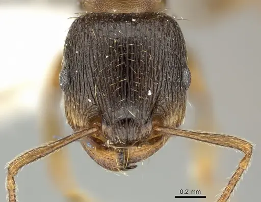 Tetramorium moravicum specimen CASENT0906715 image casent0906715_2