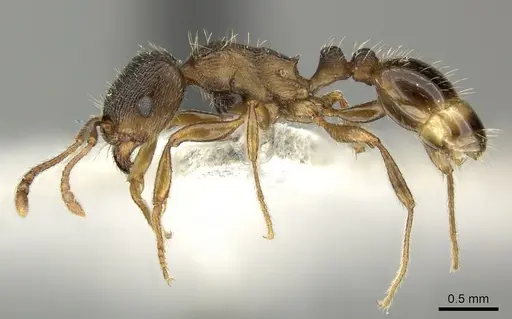 Tetramorium moravicum specimen CASENT0906715 image casent0906715_3