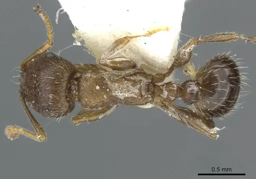 Tetramorium moravicum specimen CASENT0911251 image casent0911251_1