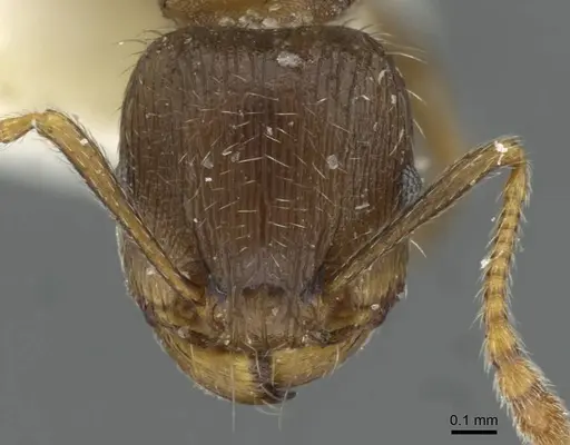 Tetramorium moravicum specimen CASENT0911251 image casent0911251_2