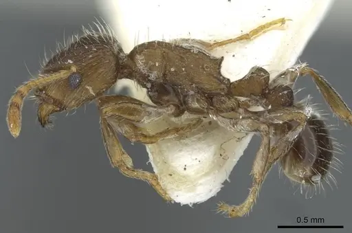 Tetramorium moravicum specimen CASENT0911251 image casent0911251_3