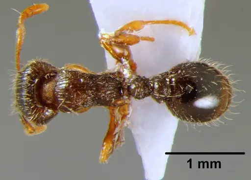 Tetramorium moravicum specimen CFH000023 image cfh000023_1