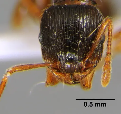 Tetramorium moravicum specimen CFH000023 image cfh000023_2