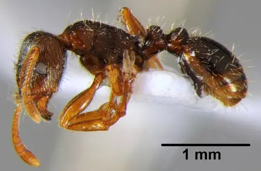 Tetramorium moravicum specimen CFH000023 image cfh000023_3