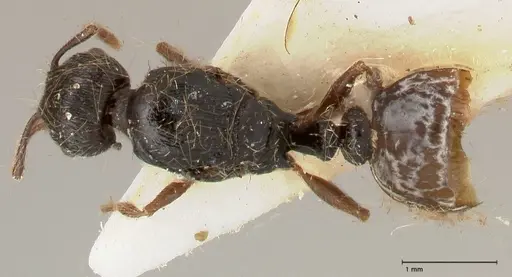 Tetramorium moravicum specimen FOCOL0672 image focol0672_1