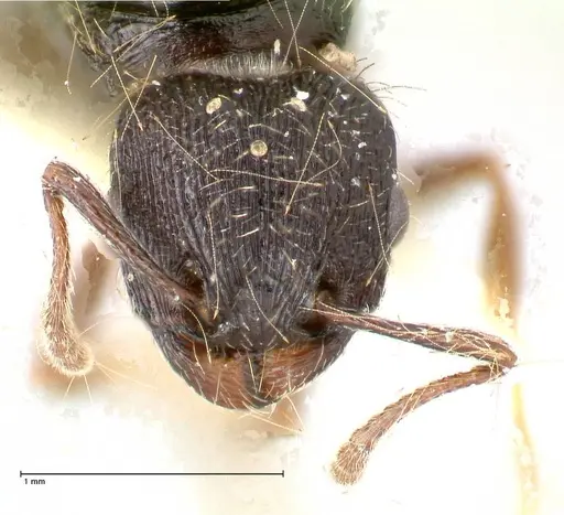 Tetramorium moravicum specimen FOCOL0672 image focol0672_2