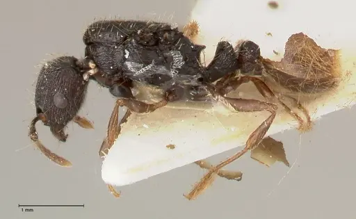 Tetramorium moravicum specimen FOCOL0672 image focol0672_3