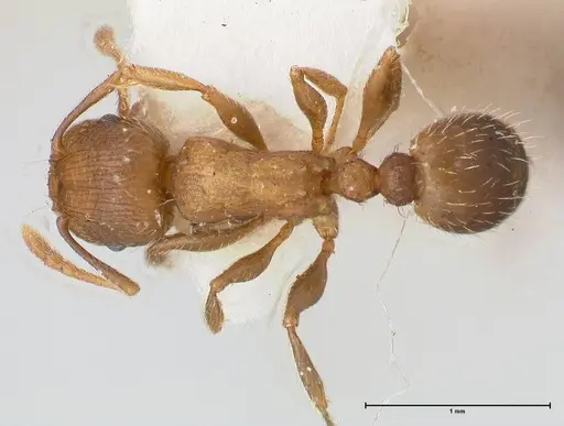 Tetramorium moravicum specimen FOCOL0673-1 image focol0673-1_1