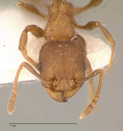 Tetramorium moravicum specimen FOCOL0673-1 image focol0673-1_2
