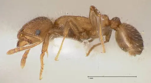 Tetramorium moravicum specimen FOCOL0673-1 image focol0673-1_3