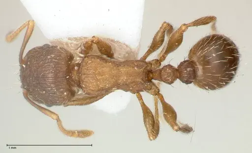 Tetramorium moravicum specimen FOCOL0673-2 image focol0673-2_1