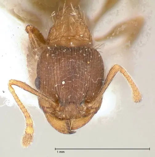 Tetramorium moravicum specimen FOCOL0673-2 image focol0673-2_2