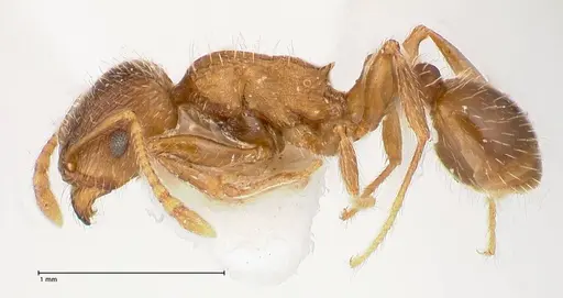 Tetramorium moravicum specimen FOCOL0673-2 image focol0673-2_3