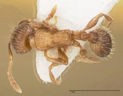 Tetramorium moravicum specimen FOCOL0673-3 image focol0673-3_1