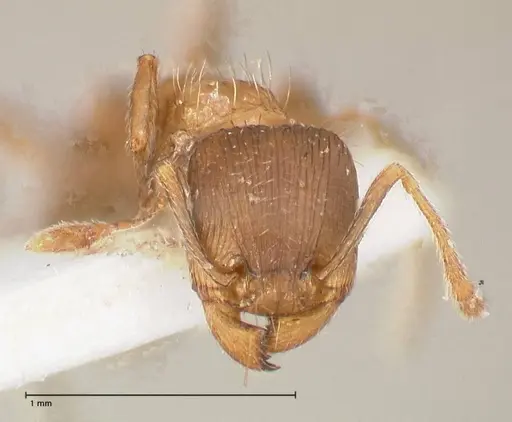 Tetramorium moravicum specimen FOCOL0673-3 image focol0673-3_2