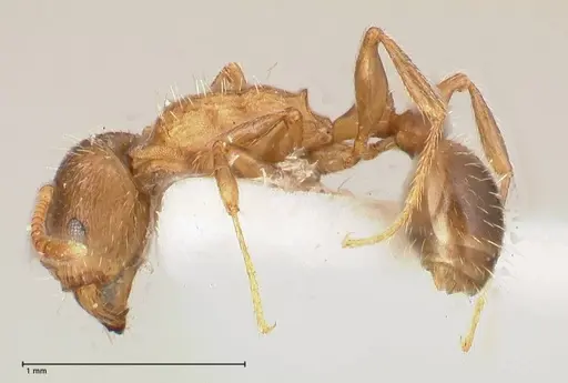 Tetramorium moravicum specimen FOCOL0673-3 image focol0673-3_3