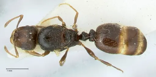 Tetramorium moravicum specimen FOCOL1852 image focol1852_1