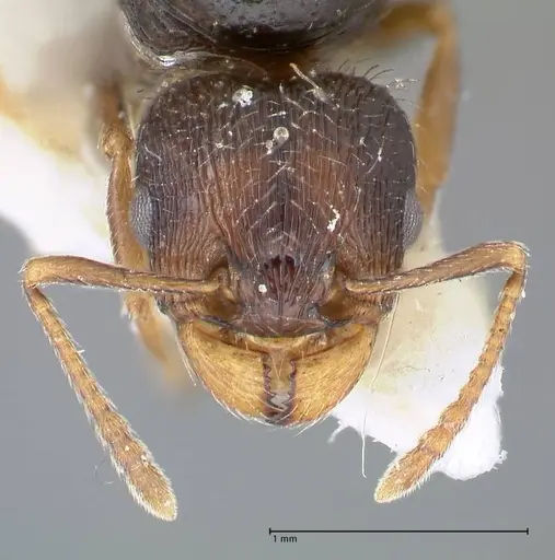 Tetramorium moravicum specimen FOCOL1852 image focol1852_2