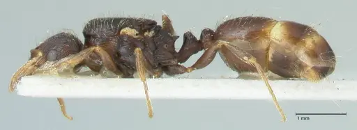 Tetramorium moravicum specimen FOCOL1852 image focol1852_3