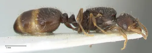 Tetramorium moravicum specimen FOCOL1852 image focol1852_4