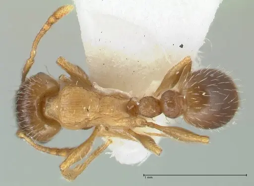 Tetramorium moravicum specimen FOCOL1853-1 image focol1853-1_1