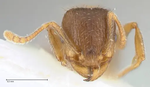 Tetramorium moravicum specimen FOCOL1853-1 image focol1853-1_2