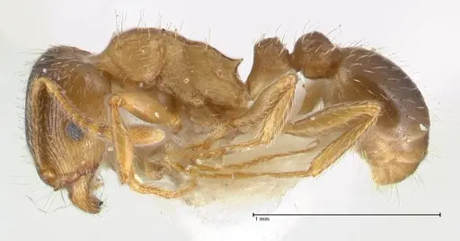 Tetramorium moravicum specimen FOCOL1853-1 image focol1853-1_3