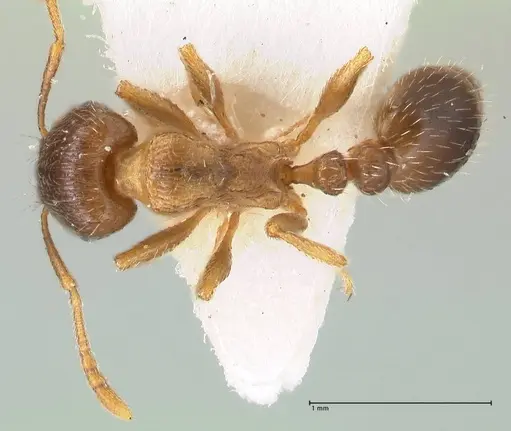 Tetramorium moravicum specimen FOCOL1853-2 image focol1853-2_1