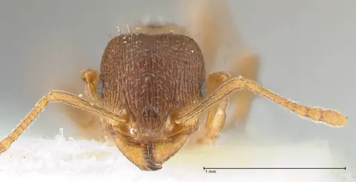 Tetramorium moravicum specimen FOCOL1853-2 image focol1853-2_2