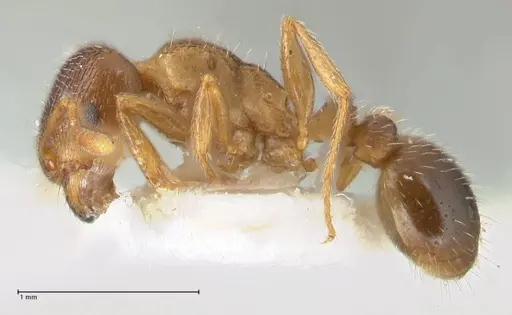 Tetramorium moravicum specimen FOCOL1853-2 image focol1853-2_3
