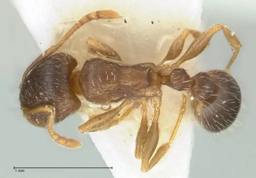 Tetramorium moravicum specimen FOCOL1853-3 image focol1853-3_1