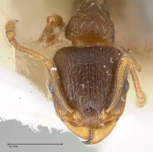 Tetramorium moravicum specimen FOCOL1853-3 image focol1853-3_2