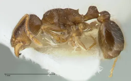 Tetramorium moravicum specimen FOCOL1853-3 image focol1853-3_3