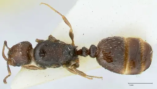 Tetramorium moravicum specimen FOCOL1854 image focol1854_1