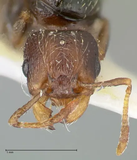 Tetramorium moravicum specimen FOCOL1854 image focol1854_2