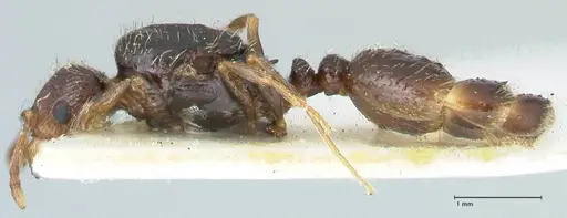 Tetramorium moravicum specimen FOCOL1854 image focol1854_3