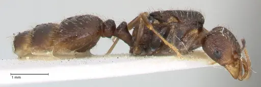Tetramorium moravicum specimen FOCOL1854 image focol1854_4