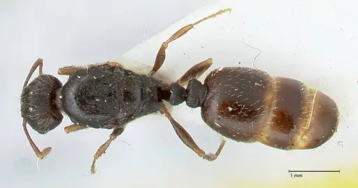 Tetramorium moravicum specimen FOCOL1855 image focol1855_1