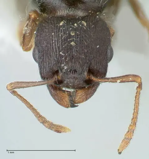 Tetramorium moravicum specimen FOCOL1855 image focol1855_2