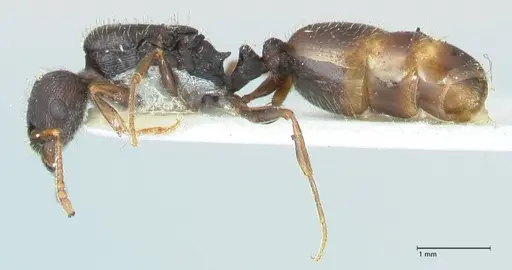 Tetramorium moravicum specimen FOCOL1855 image focol1855_3