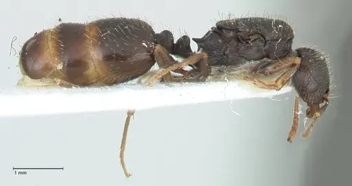 Tetramorium moravicum specimen FOCOL1855 image focol1855_4