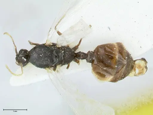 Tetramorium moravicum specimen FOCOL1856 image focol1856_1
