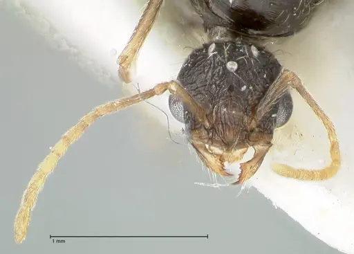 Tetramorium moravicum specimen FOCOL1856 image focol1856_2