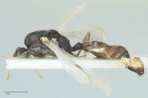 Tetramorium moravicum specimen FOCOL1856 image focol1856_3
