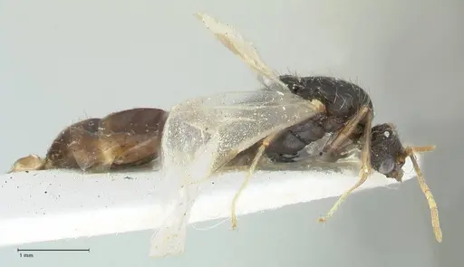 Tetramorium moravicum specimen FOCOL1856 image focol1856_4