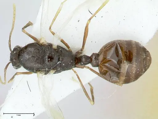 Tetramorium moravicum specimen FOCOL1857 image focol1857_1