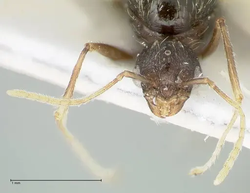 Tetramorium moravicum specimen FOCOL1857 image focol1857_2