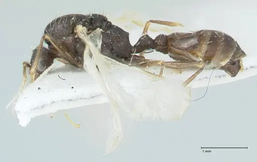 Tetramorium moravicum specimen FOCOL1857 image focol1857_3